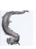 A drawing of a classical renaissance style dolphin